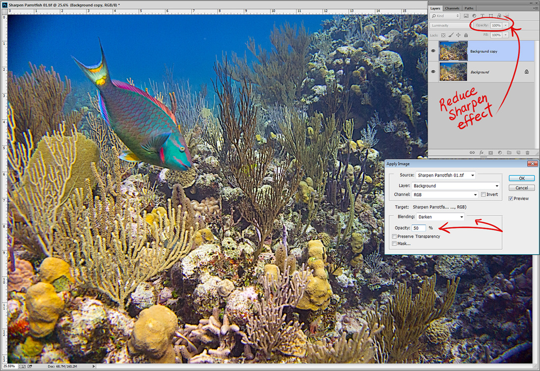 Photoshop and Underwater photography