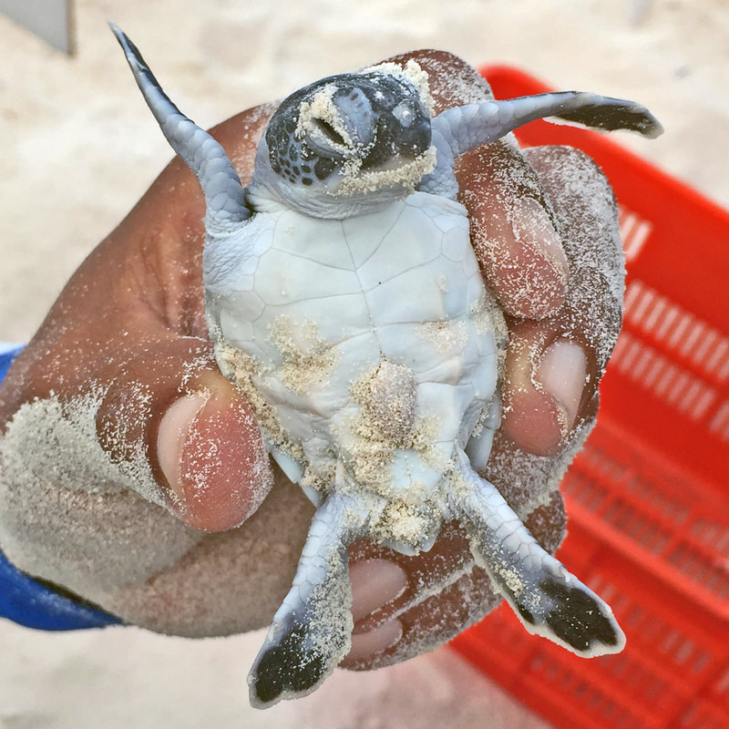 Baby white sea turtle