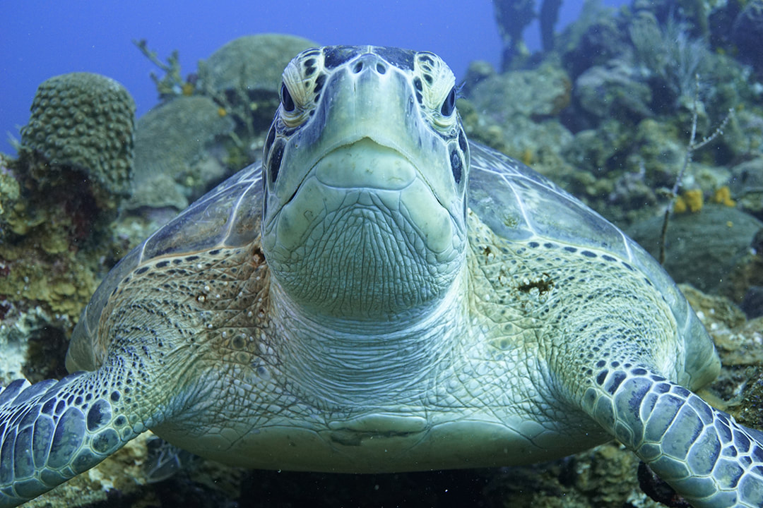 Jill Smith Green Sea Turtle