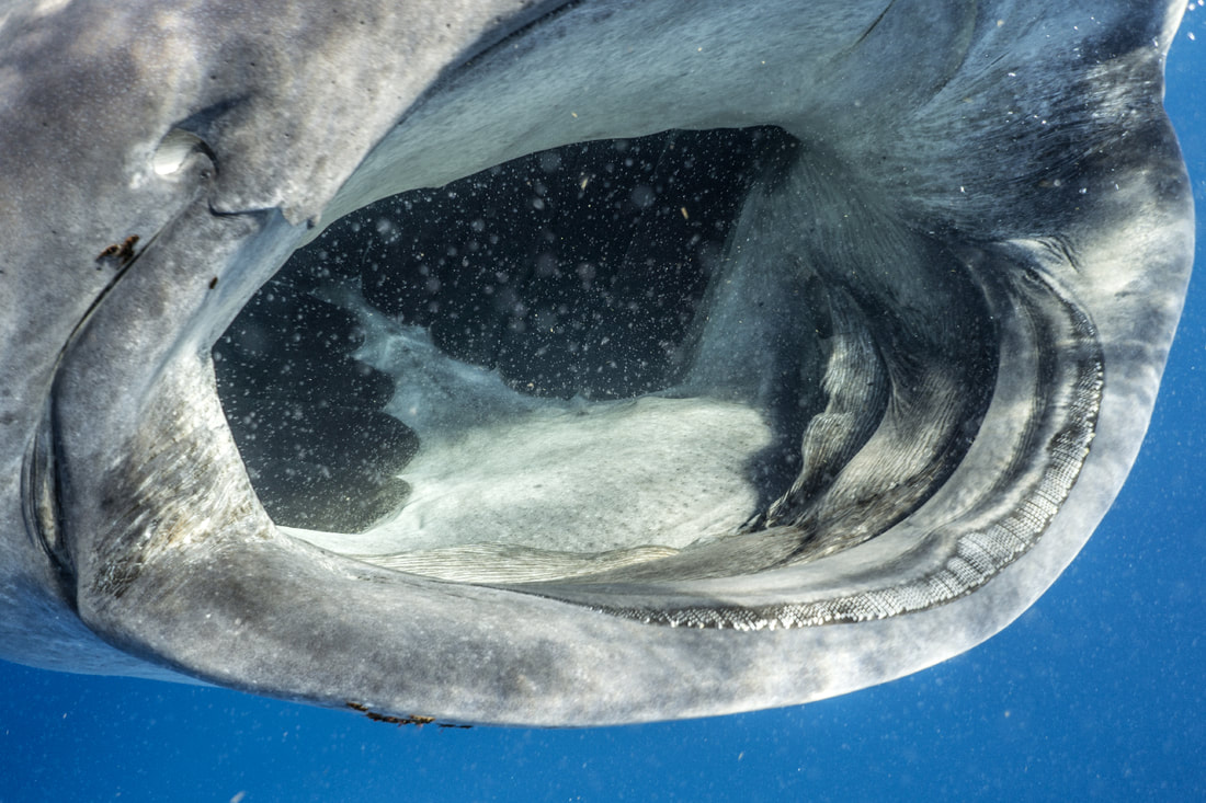 Whale Shark Mouth