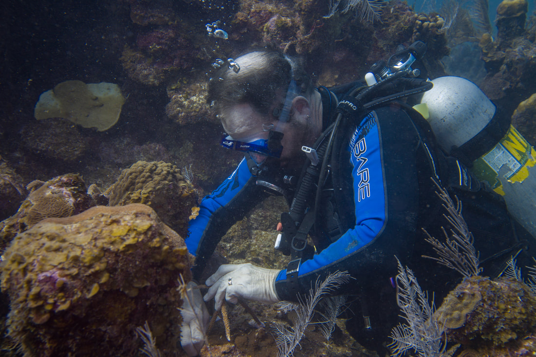 Coral Restoration scuba