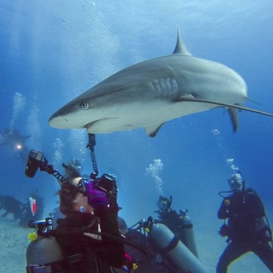 Jill Smith Shark Diving