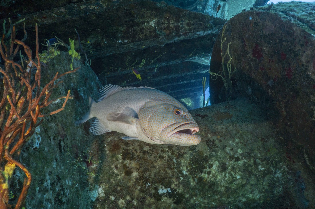 Grouper Kittiwake wreck