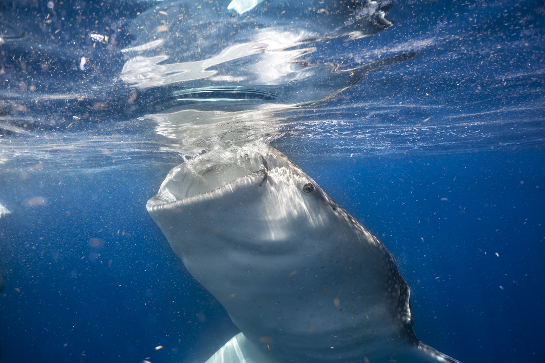 Jill Smith Whale Shark Photography