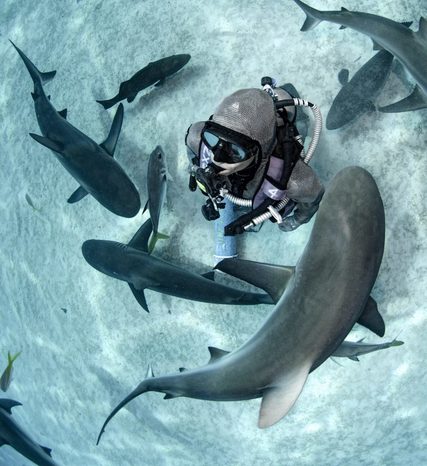 Cristina Zenato Shark Handling