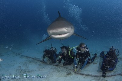 Shark Diving Adventure Sports