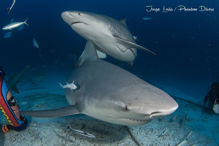 Save our sharks bull shark diving adventure sports