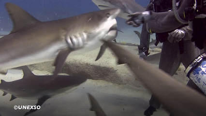 Feeding Sharks